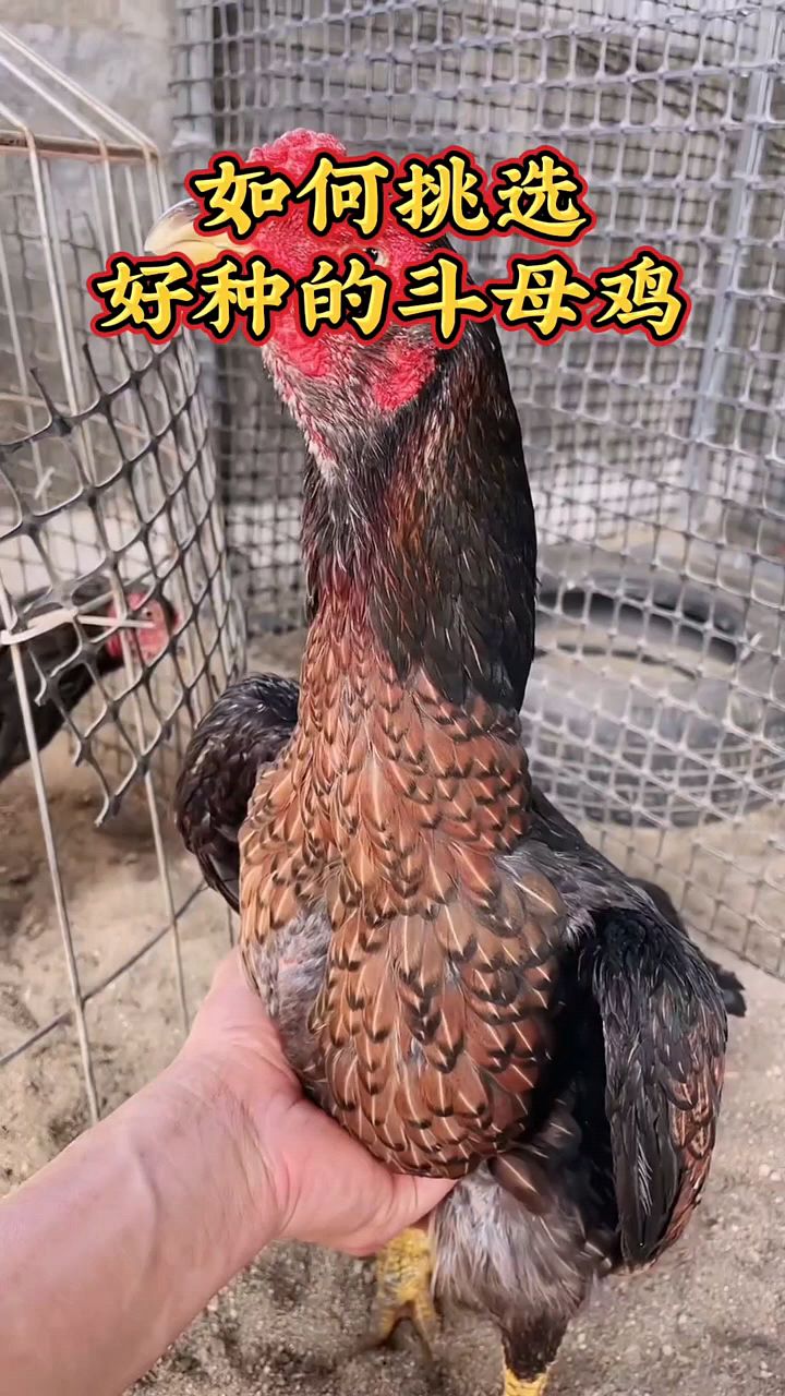 如何挑选好的斗鸡母鸡
