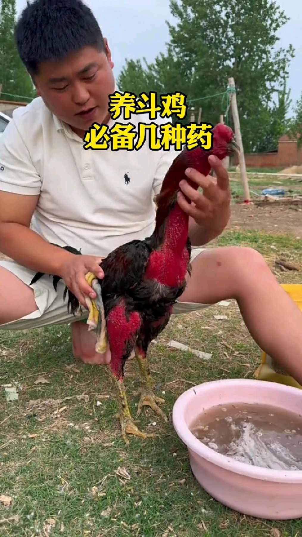斗鸡养殖必备这些