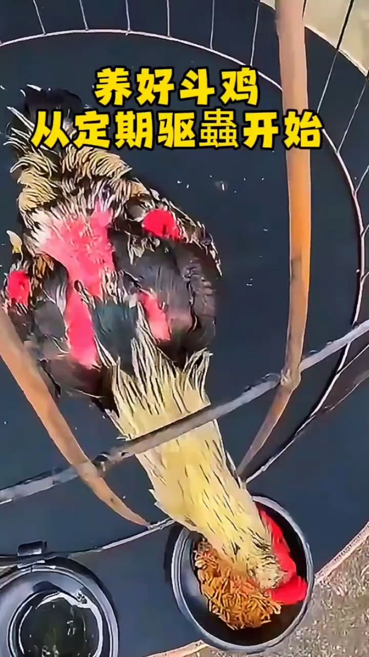 斗鸡驱虫这样喂好