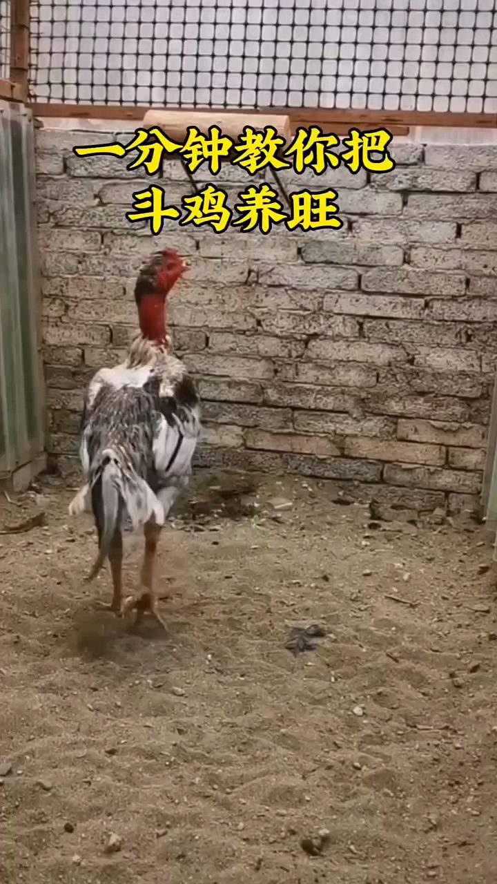 斗鸡怎么训练旺啊