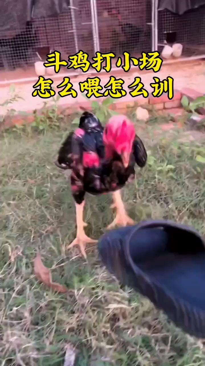 斗鸡打小场怎么训练