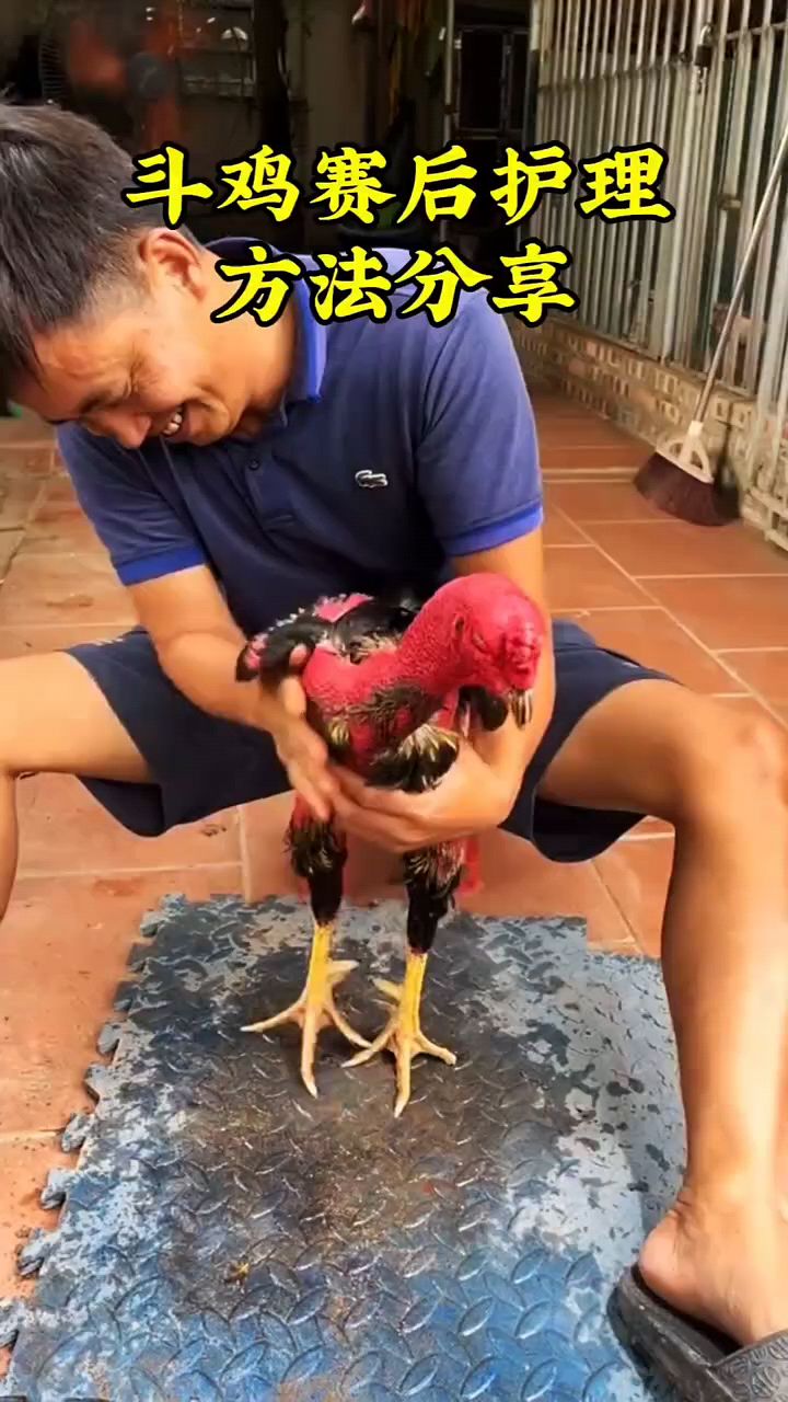 斗鸡赛后怎么护理