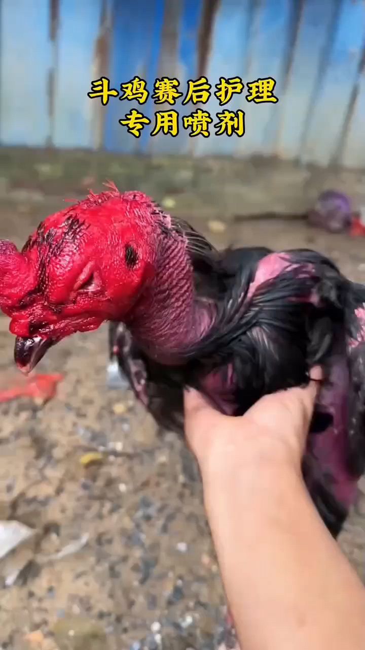 斗鸡赛后怎么护理喷一喷
