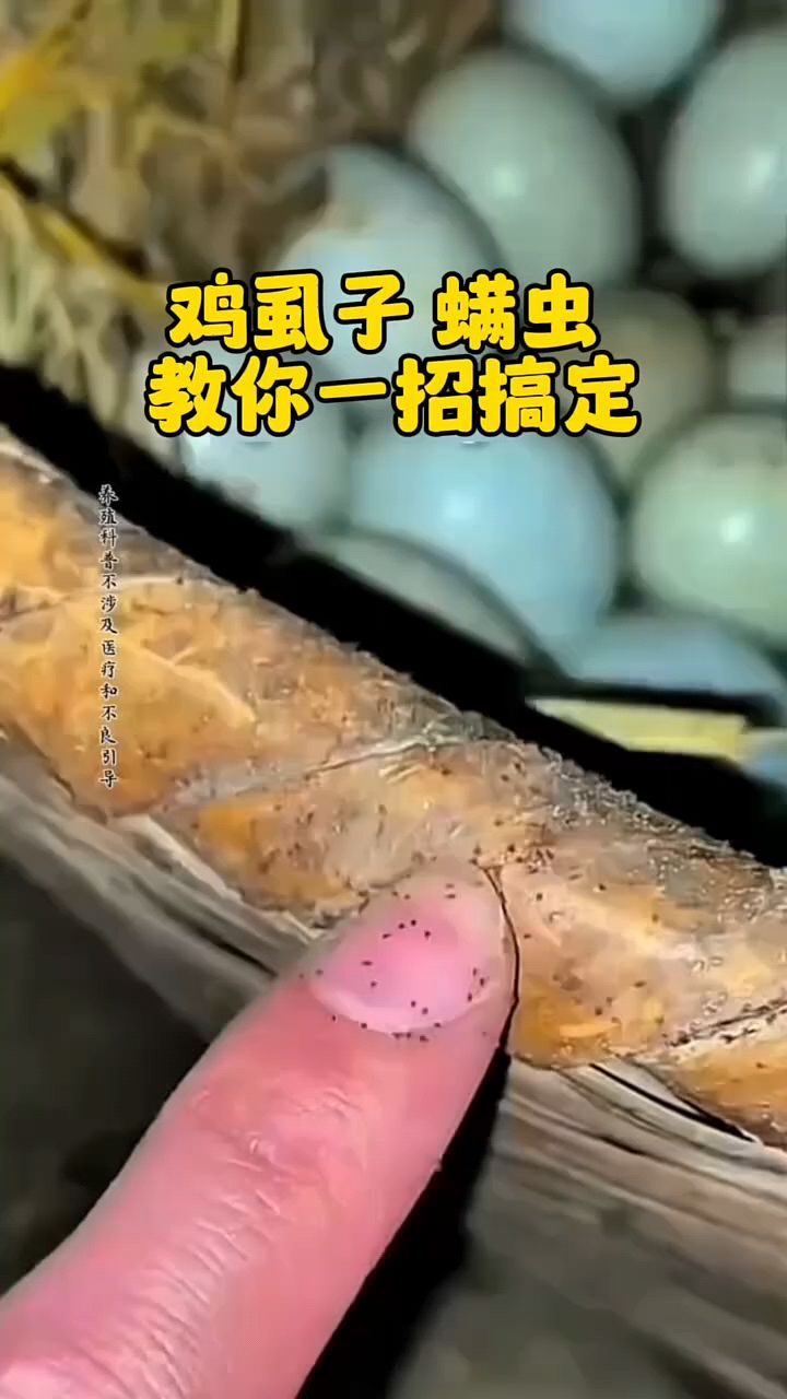 鸡虱子太多怎么办