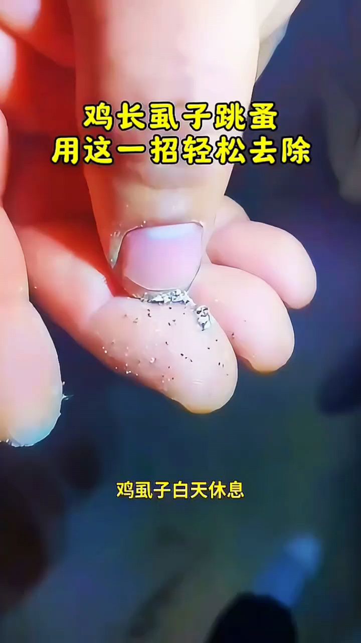 鸡虱子跳蚤怎么解决