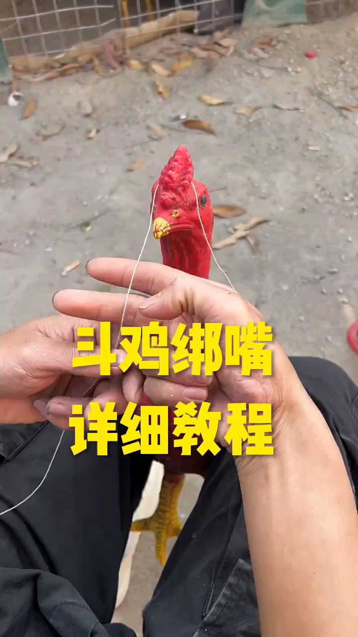 斗鸡绑嘴教程来了