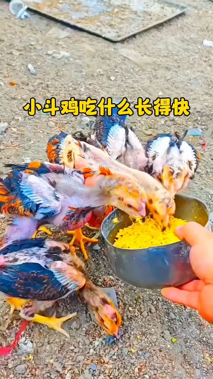 斗鸡吃什么长大旺