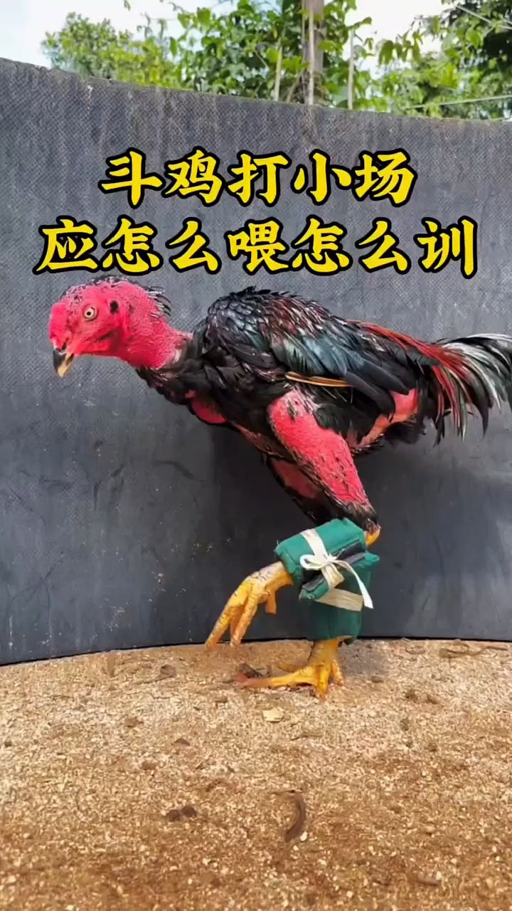 斗鸡打小场怎么训练