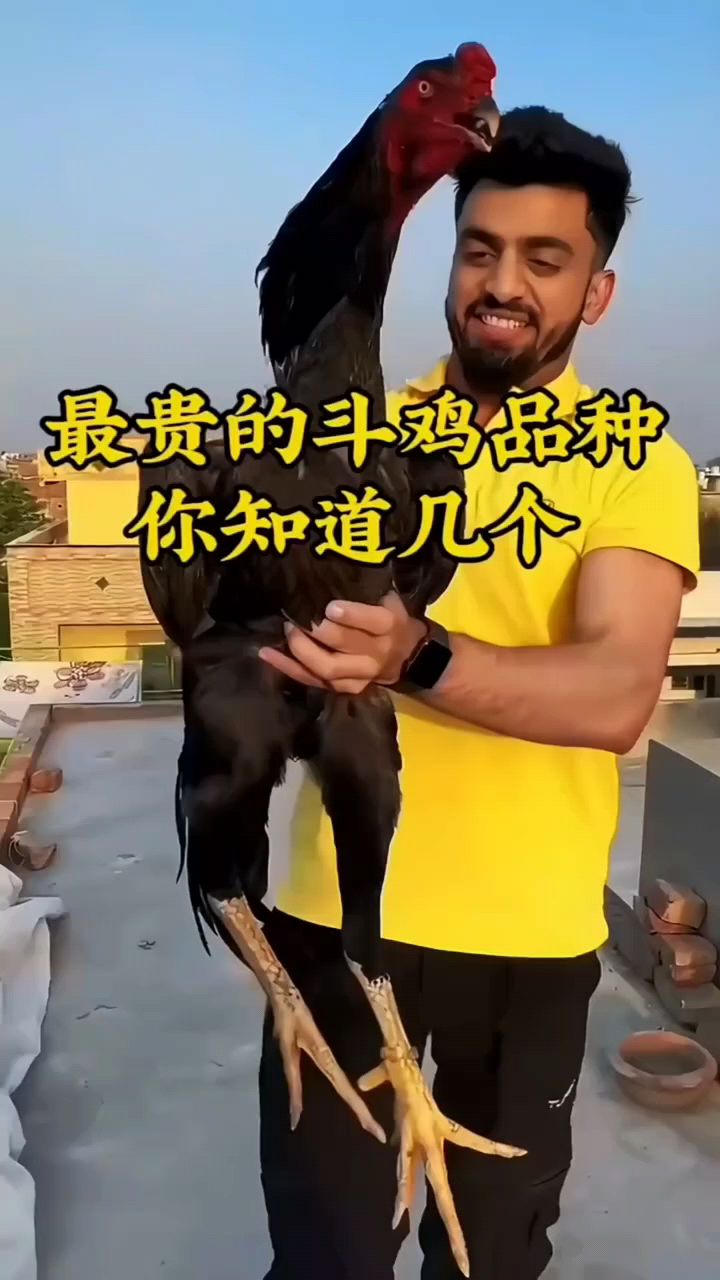 最贵的几种斗鸡品种