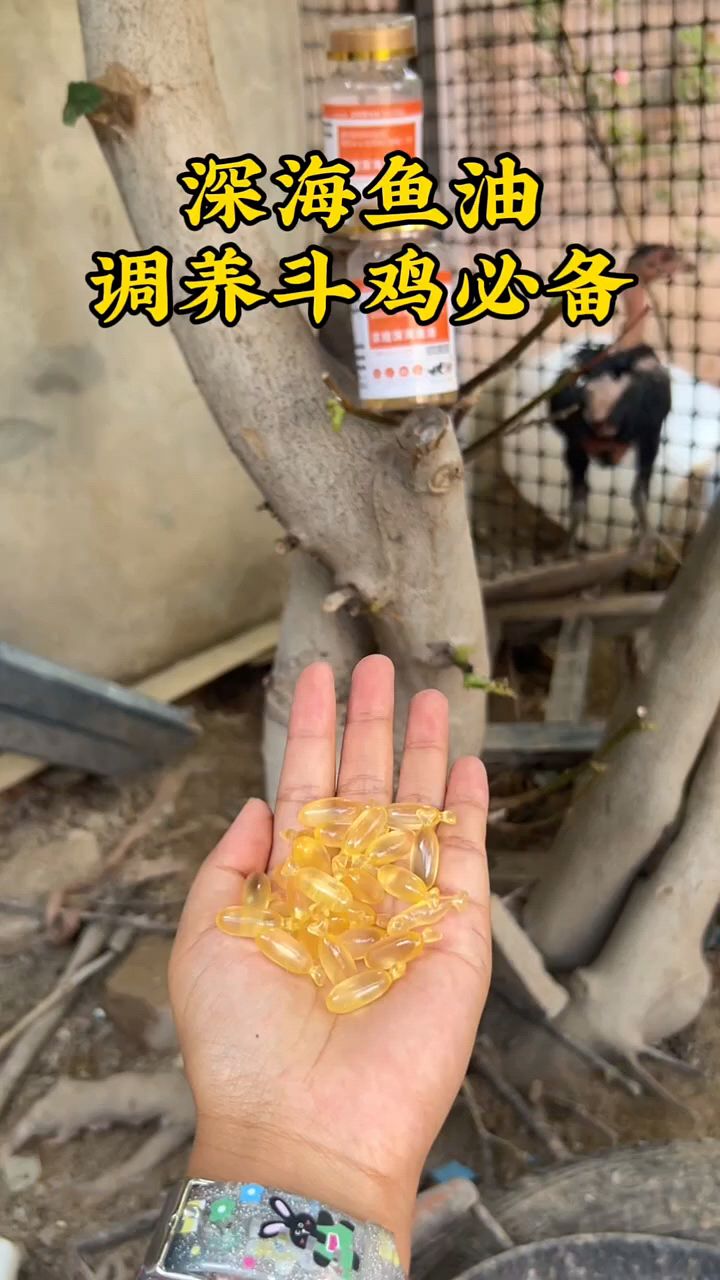 斗鸡调理深海鱼油就是好