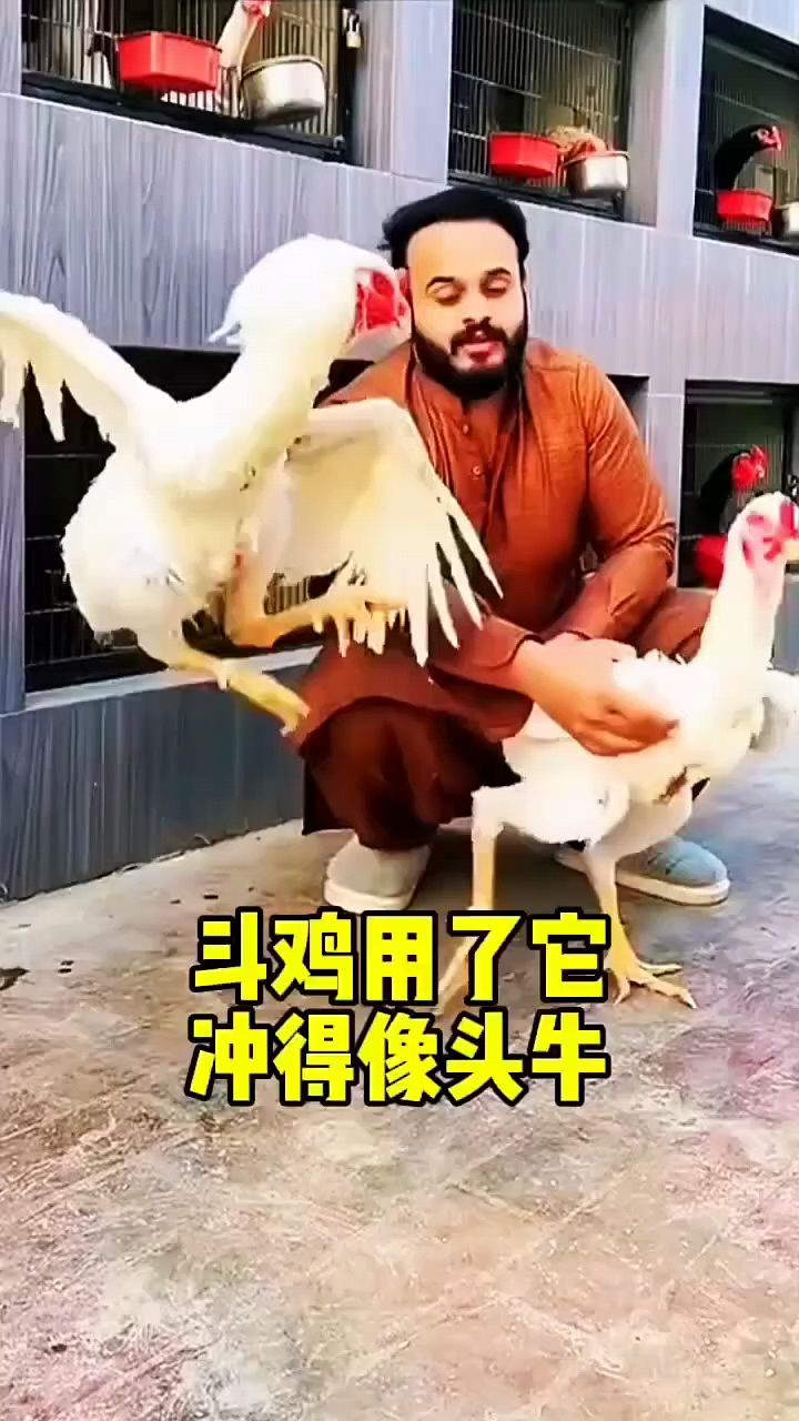 斗鸡用的这个就是厉害