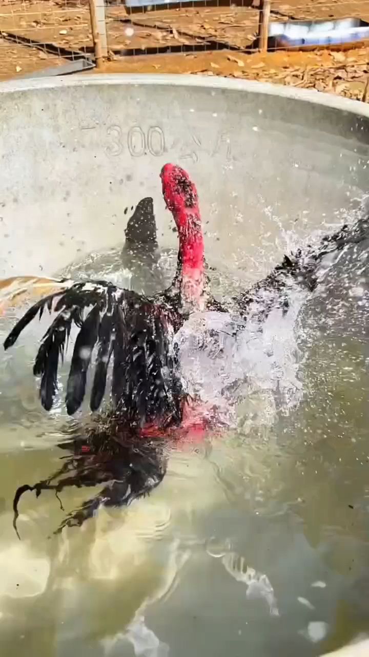 斗鸡打小场怎么训练