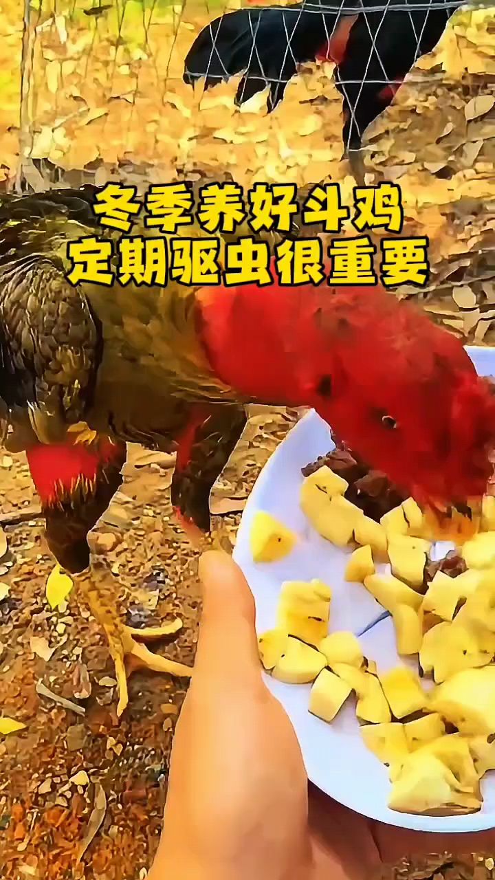 斗鸡驱虫的好方法来了