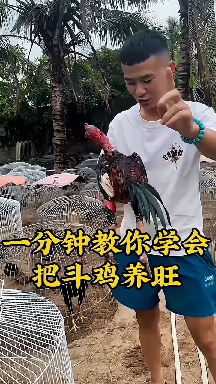 一分钟教你斗鸡养旺