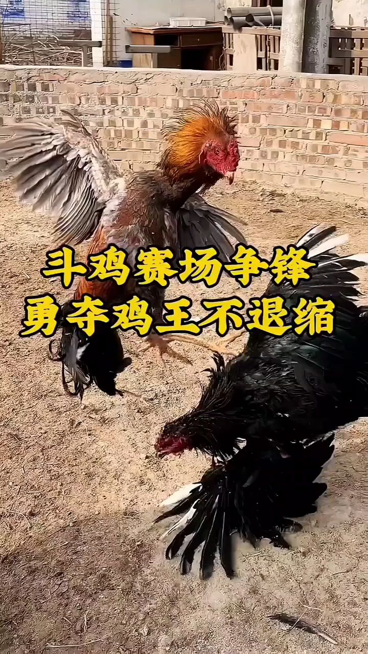 斗鸡比赛夺鸡王啊