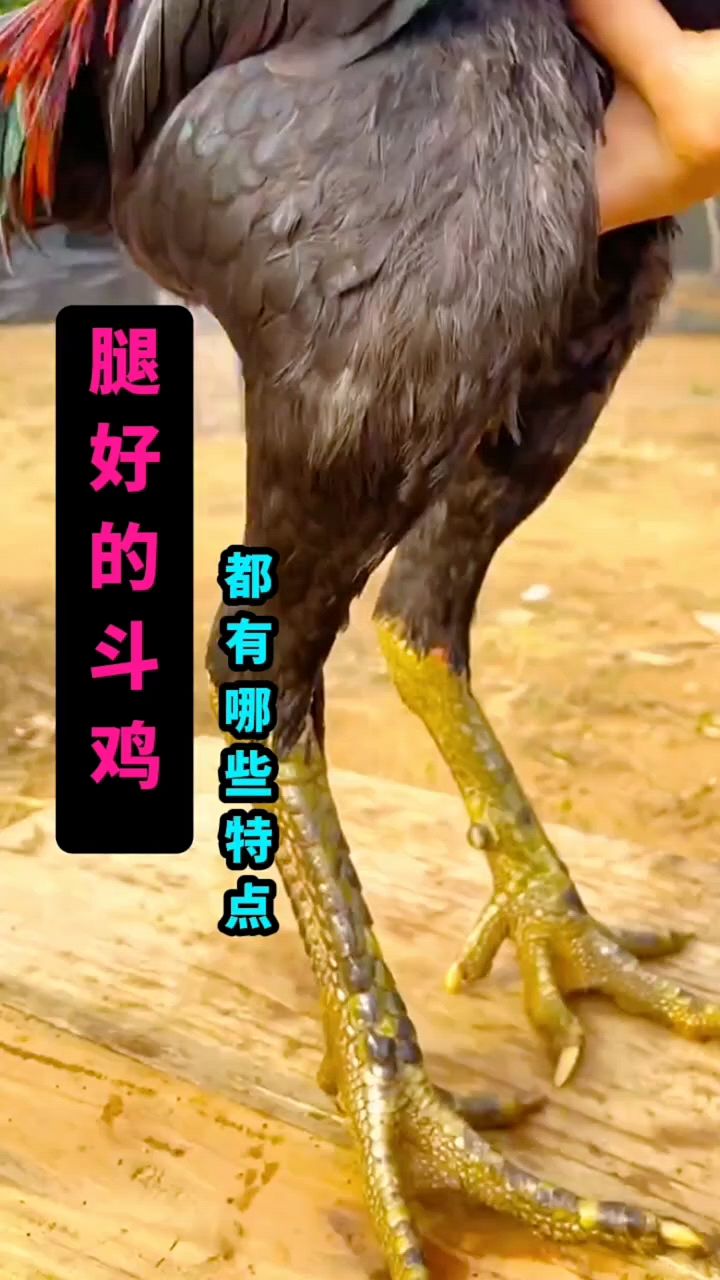 腿好的斗鸡有哪些特点