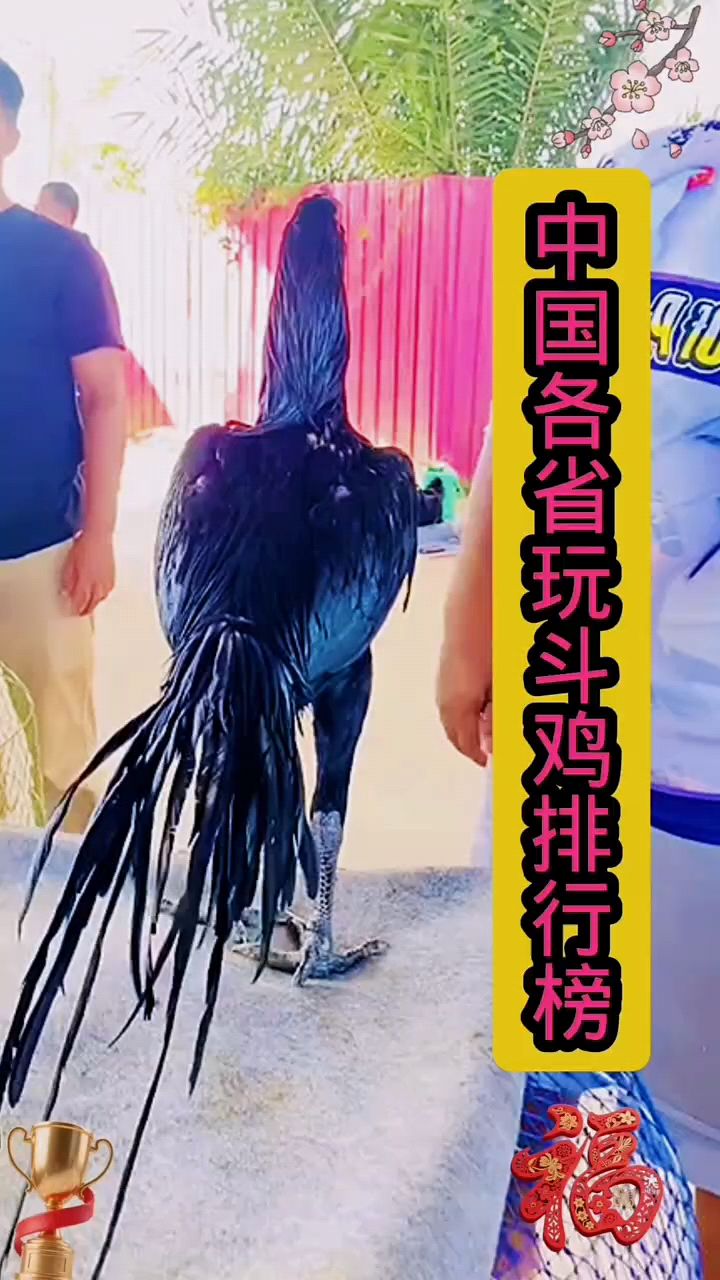 中国各省斗鸡排名