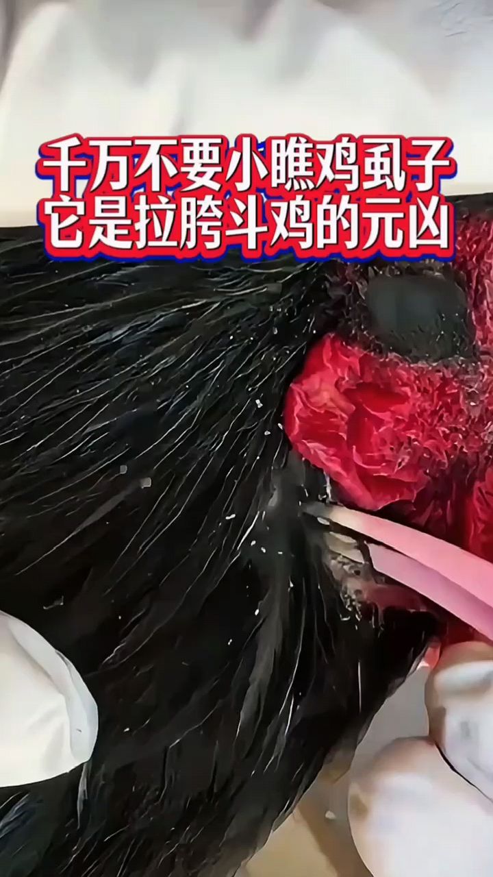 鸡虱子怎么处理呢