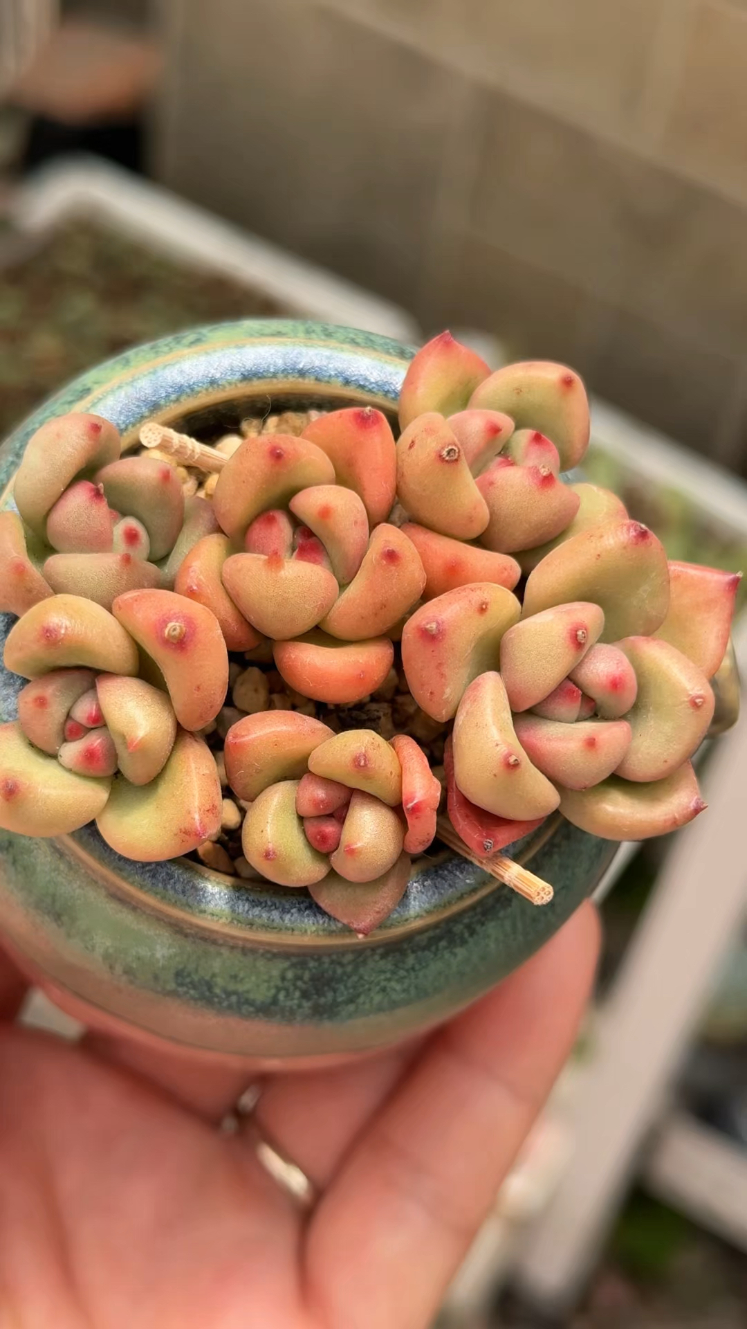 新买多肉都服盆啦,推荐几个今年新养的品种,颜值都高