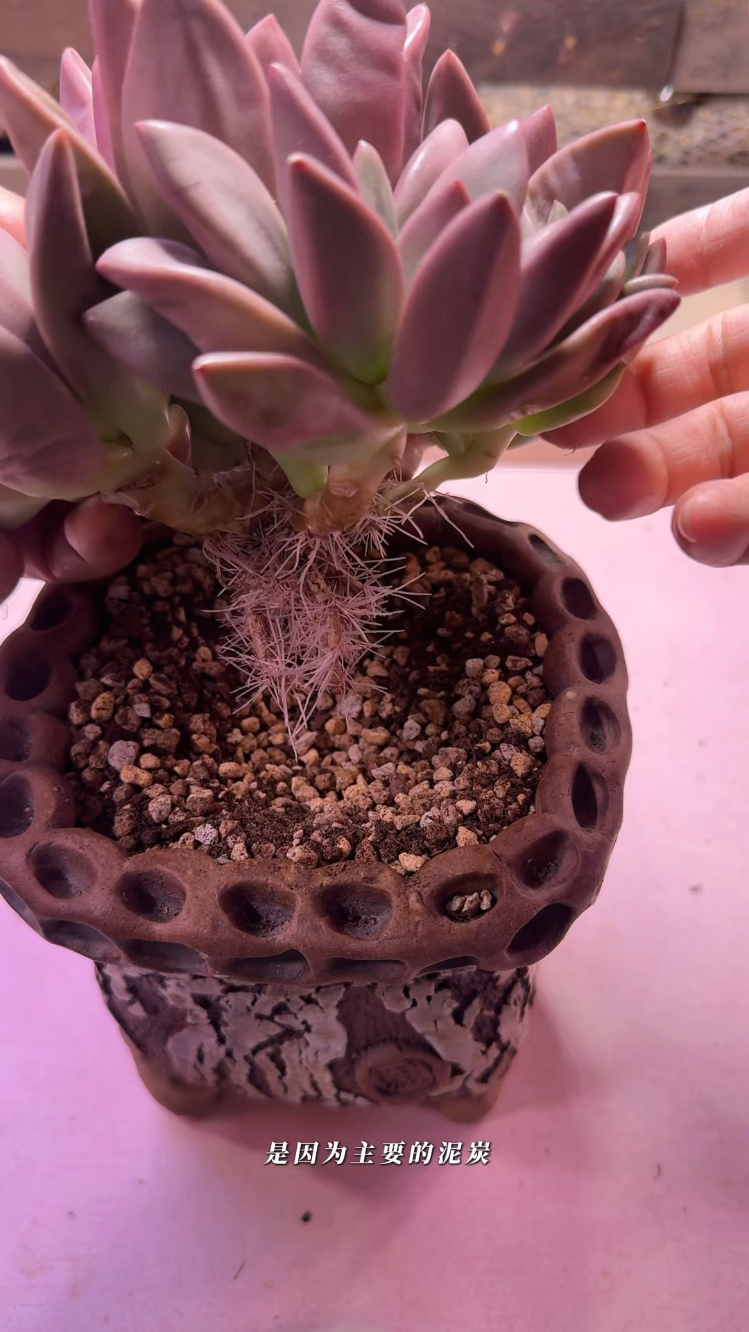 买了一颗渐近20公分的桃花源,蛮喜欢这种有挑战空间的水桩多肉