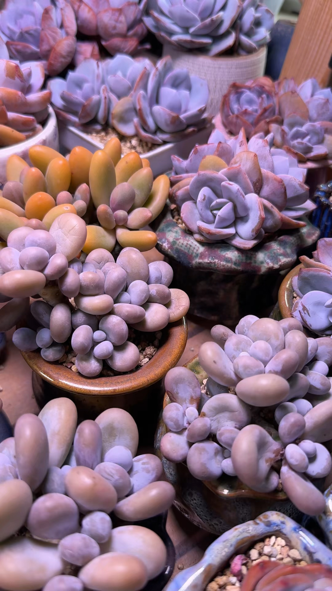 到底是高花盆更适合养多肉还是矮花盆呢？