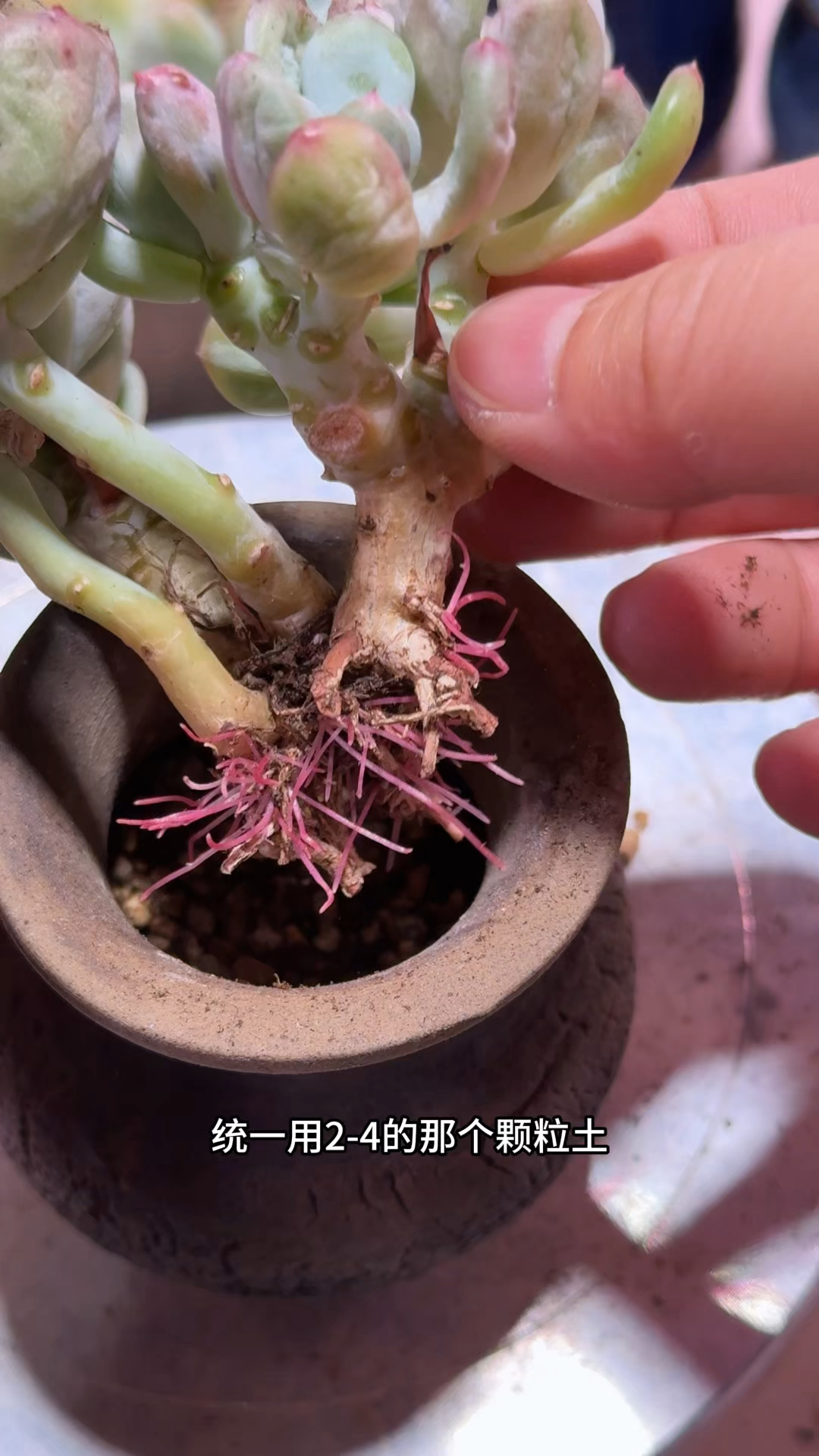 种多肉，这样的中小花盆一直是我的心头爱