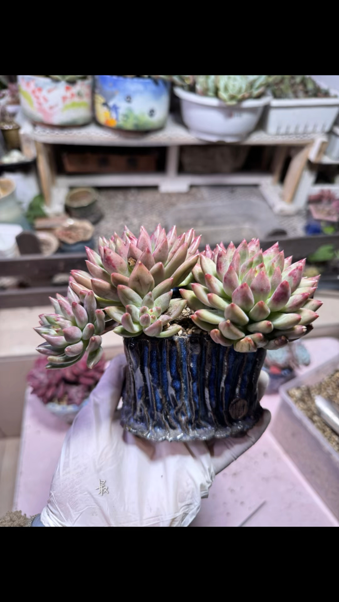 给我钟爱的唐朝花盆配多肉