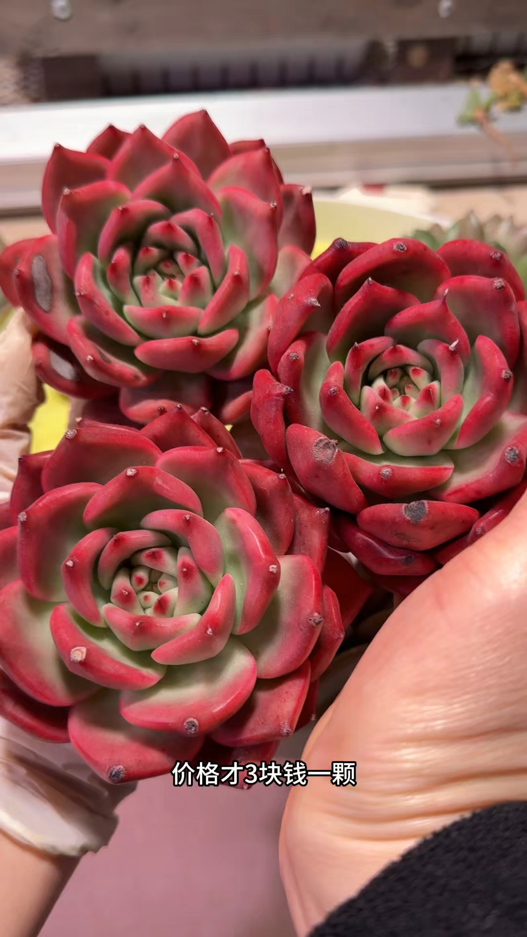 买了一些小破烂，哈哈现在实惠是选多肉第一要素