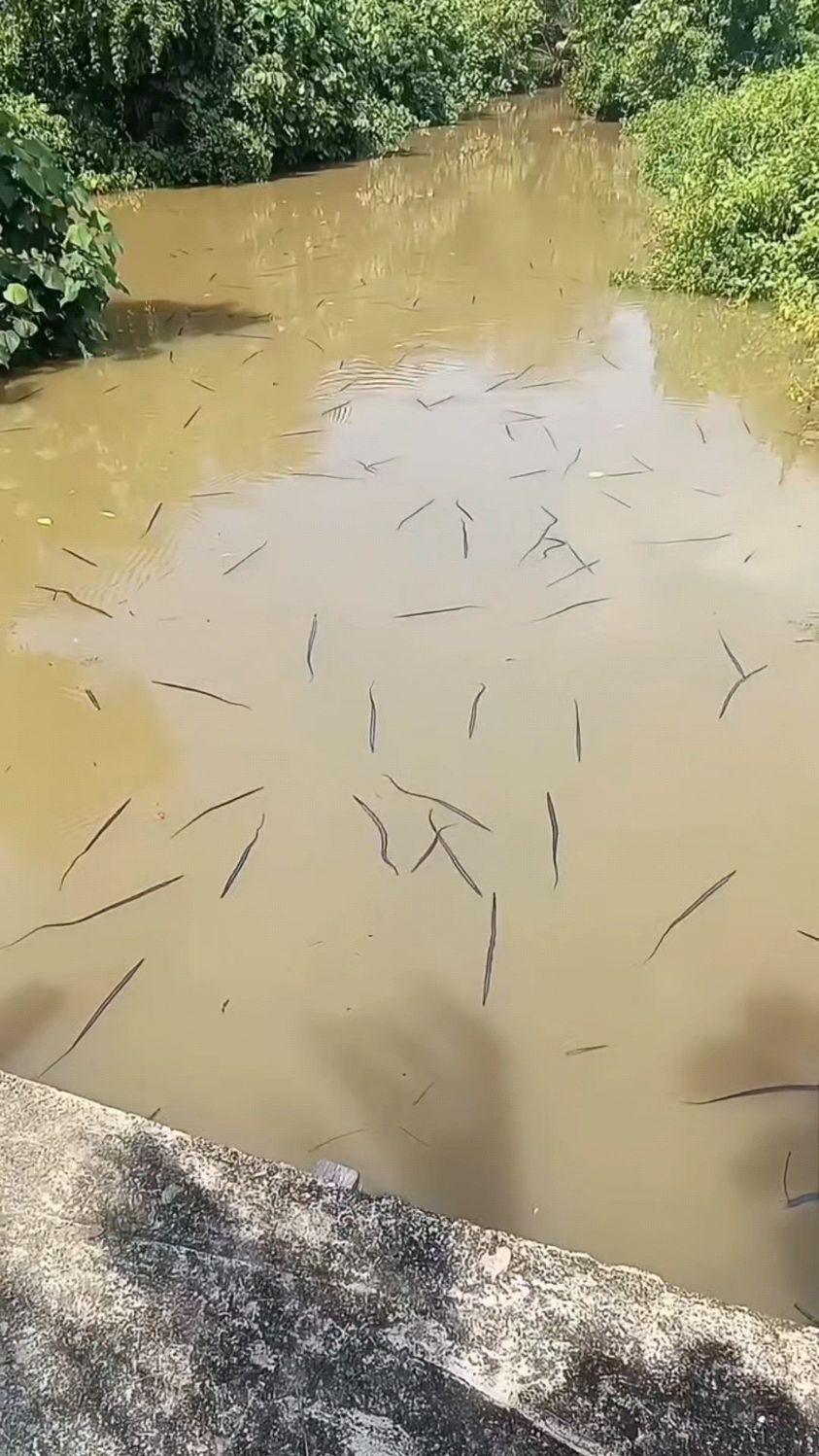水面上密密麻麻的这是什么鱼啊?
