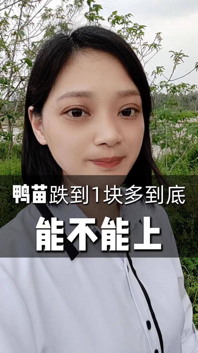 白羽青壳鸭苗一块多，到底能不能养？