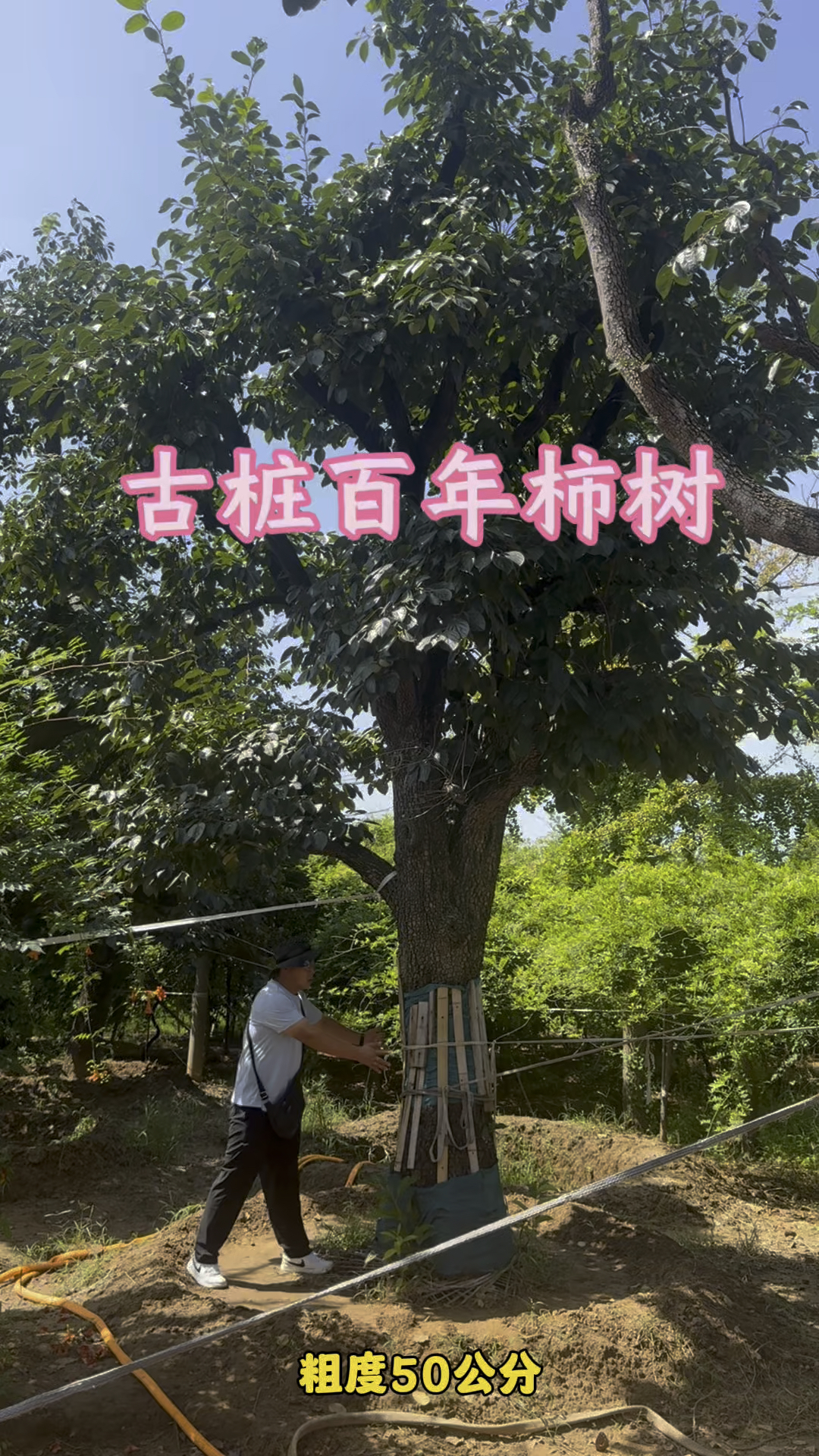 北方最耐寒的百年柿子树要处理