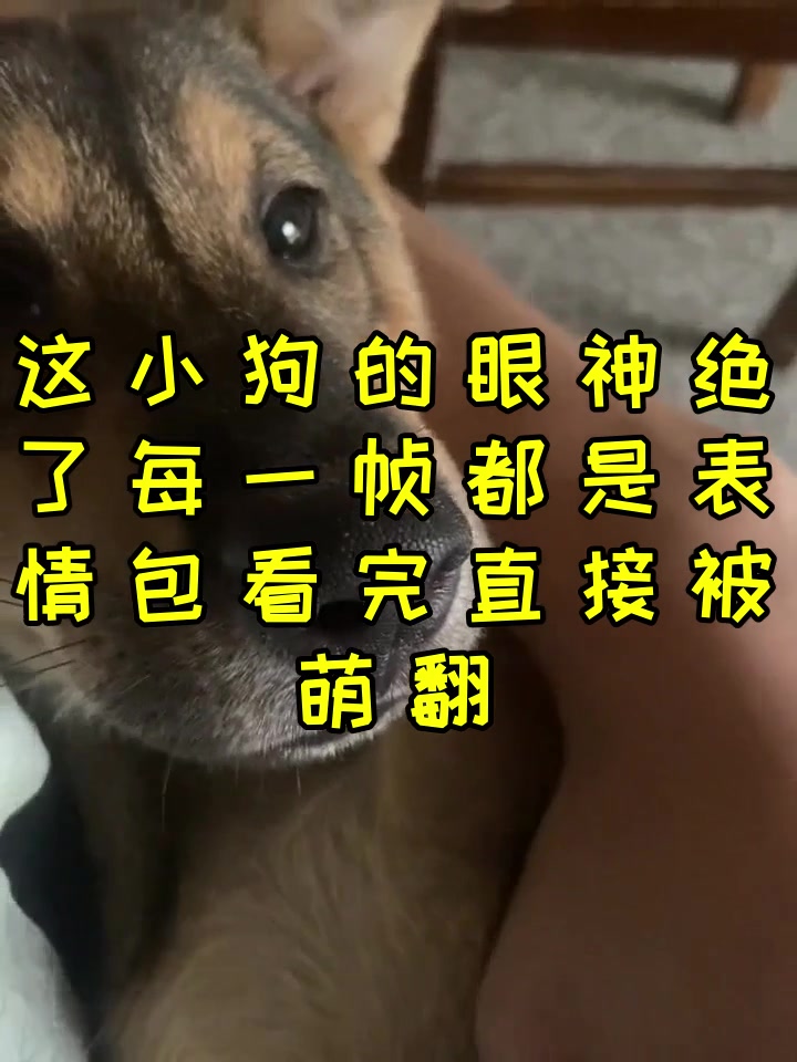 这小狗的眼神绝了!每一帧都是表情包,看完直接被萌翻!