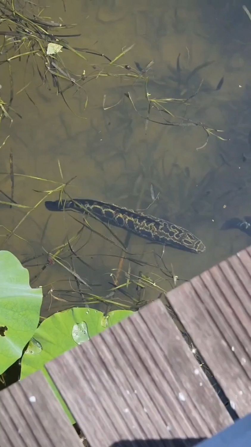 钓鱼人:有纹身的鱼估计都不太好惹