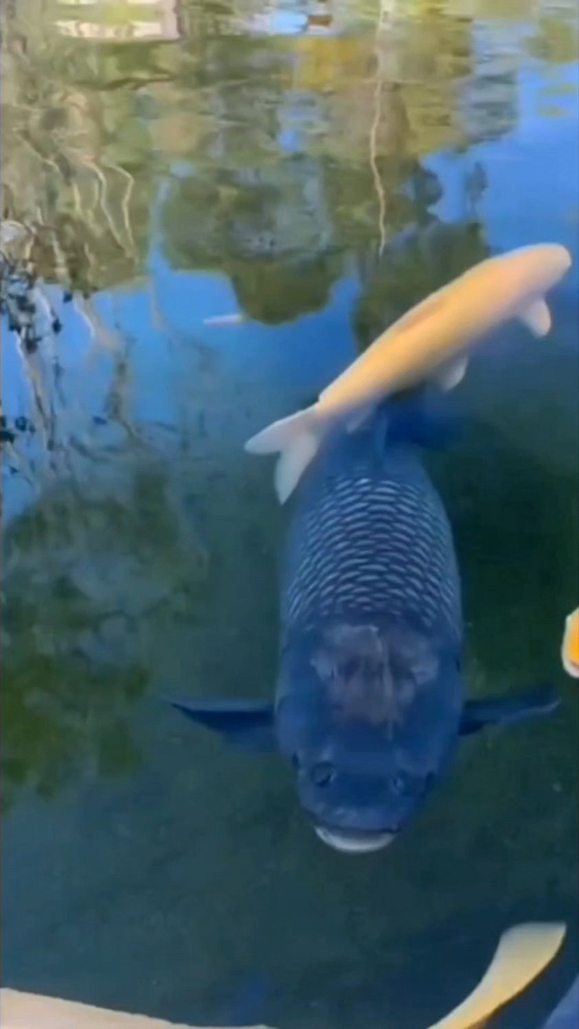 中国淡水鱼“生长冠军榜”,榜首堪称水中霸王