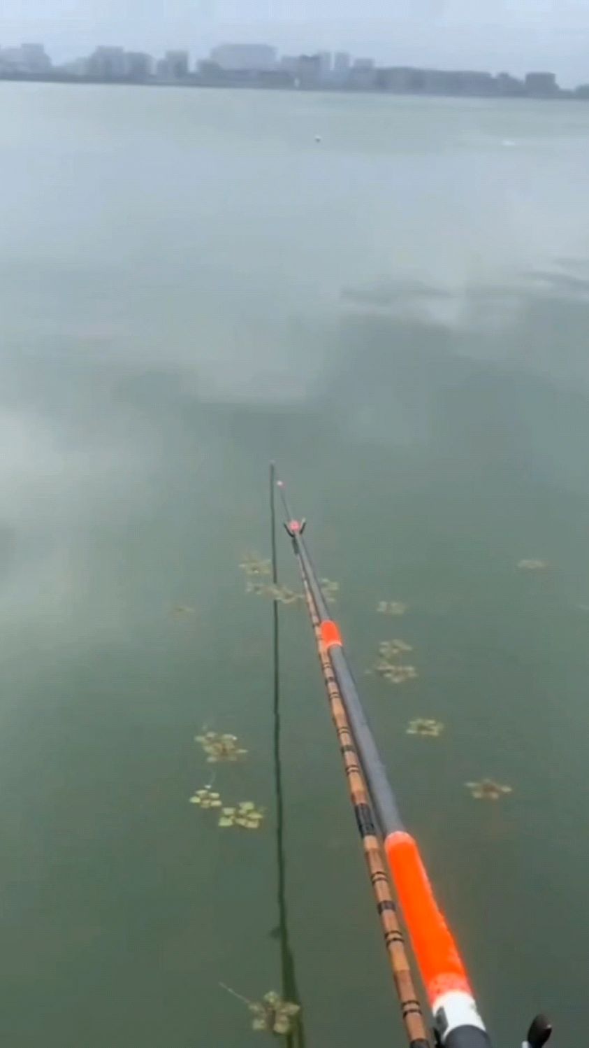 为什么初夏鲫鱼难上钩?4大鱼情转变解析,附实用作钓技巧