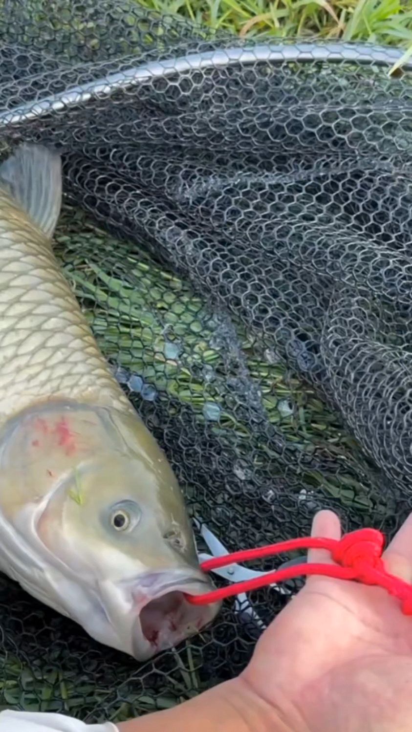 老渔民30年经验:拴鱼就认这个凹点,鱼活10天不脱绳