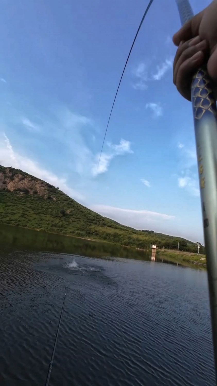 这小青鱼胆儿也太肥了！竟敢来啃我的巨物竿？