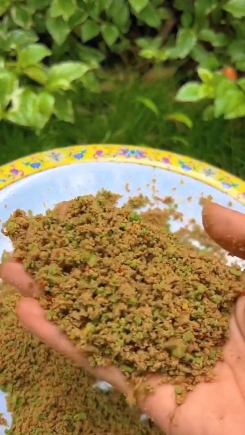 秋季钓草鱼别只用玉米!这款饵料上鱼更快