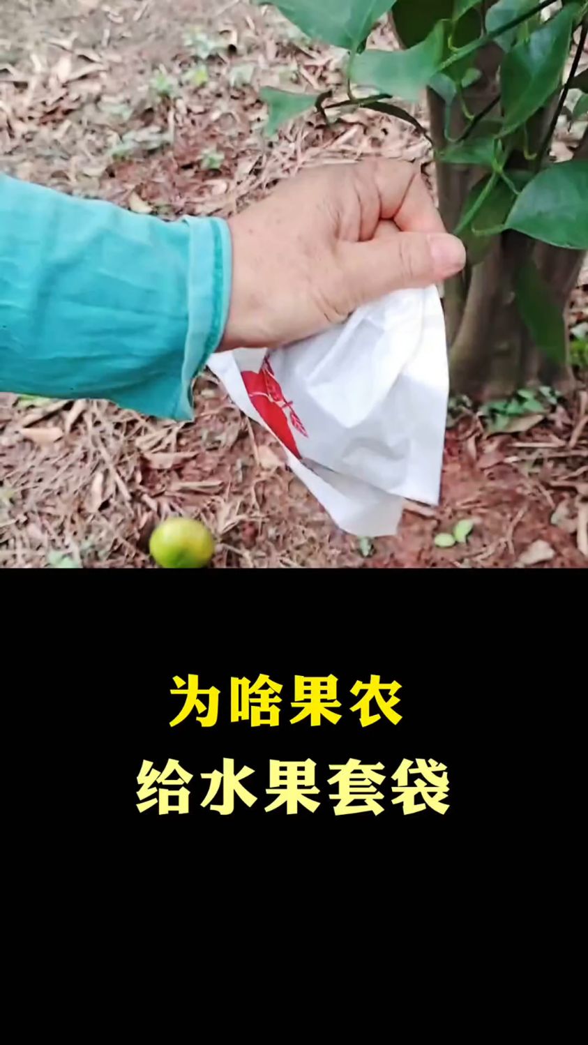 为啥果农给水果套袋