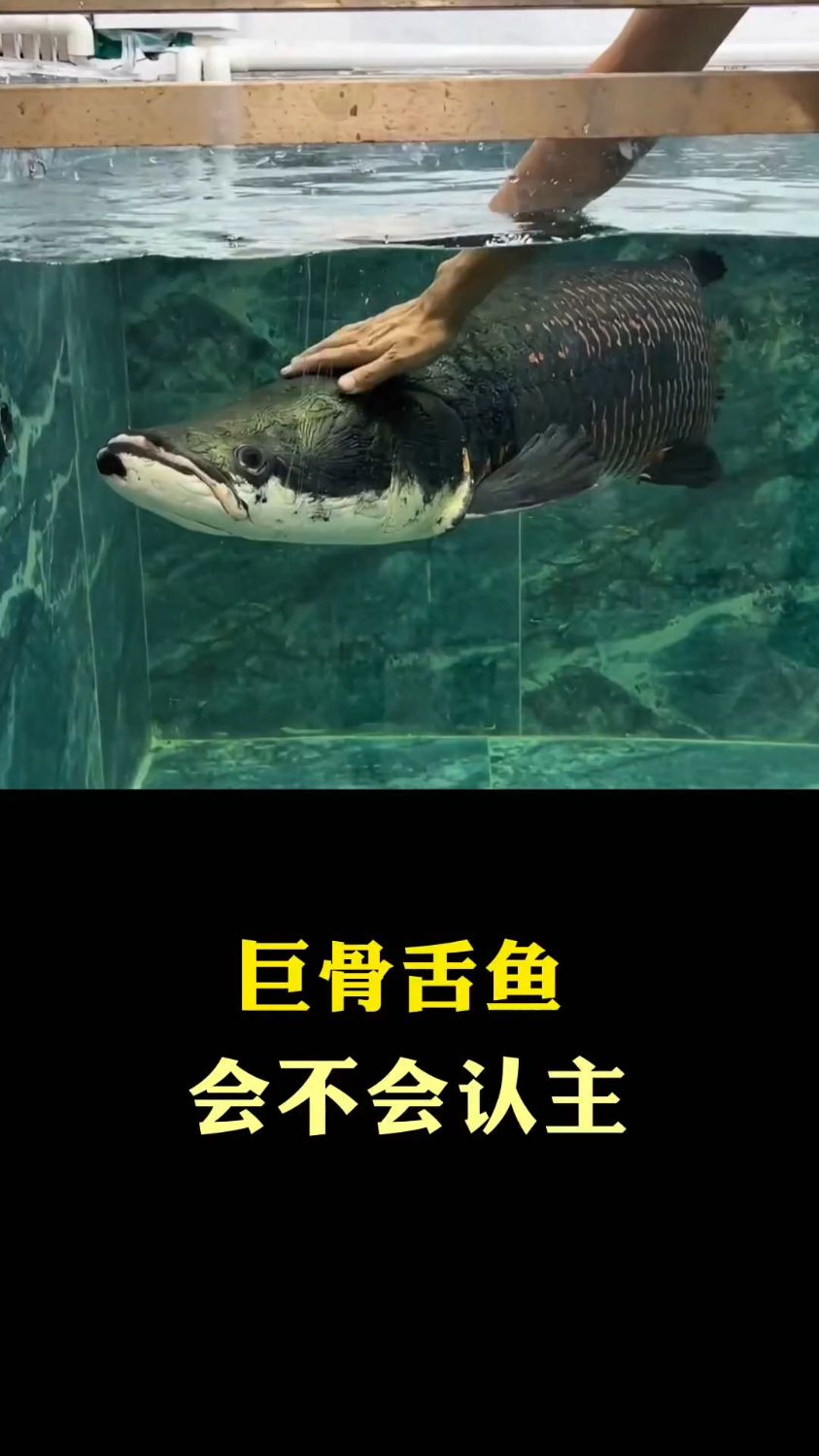 巨骨舌鱼会不会认主