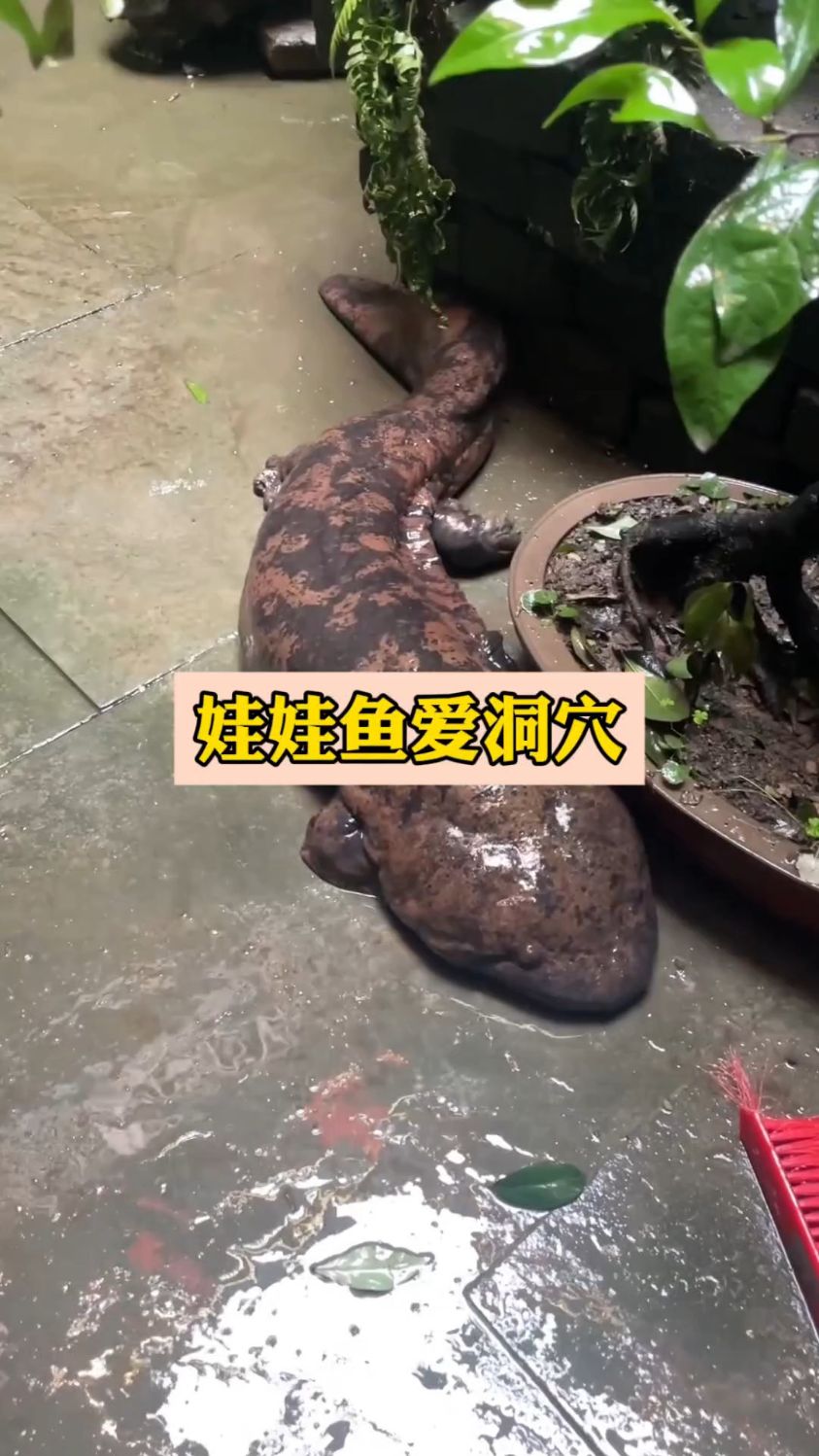 为啥娃娃鱼喜欢待在洞里