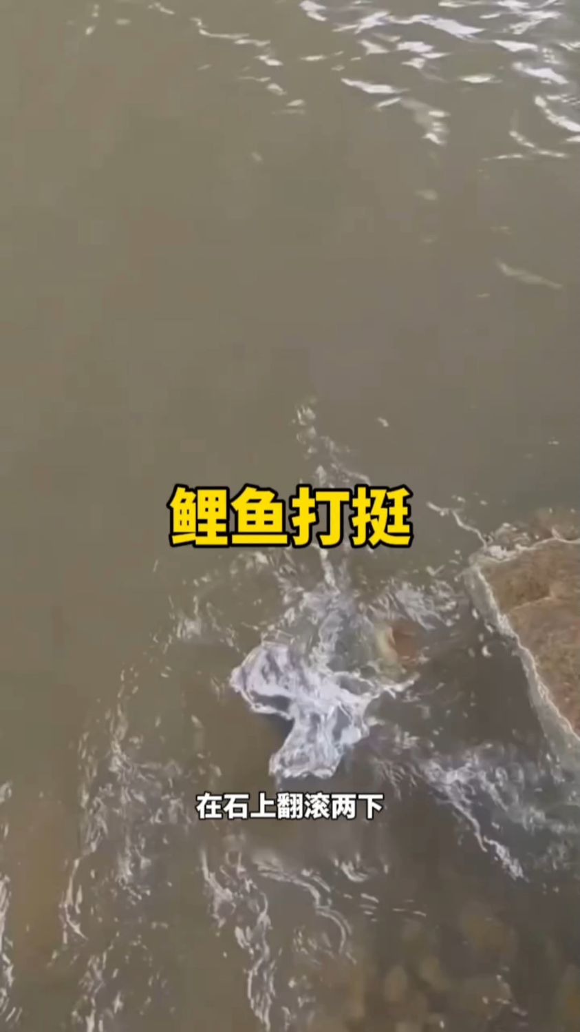 难得一见的鲤鱼打挺