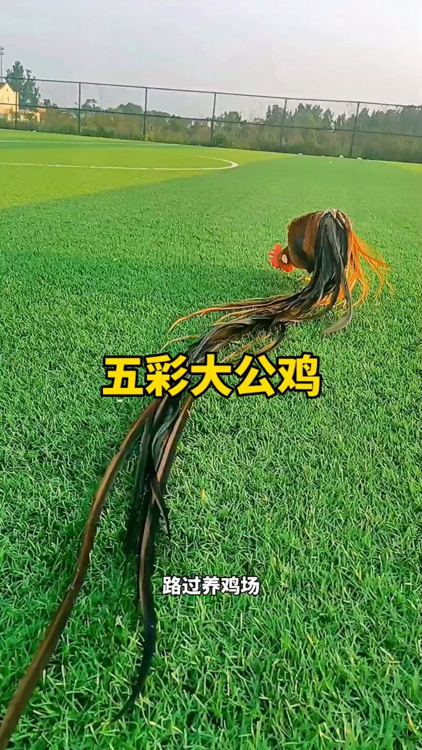 养鸡场惊现奇异大公鸡