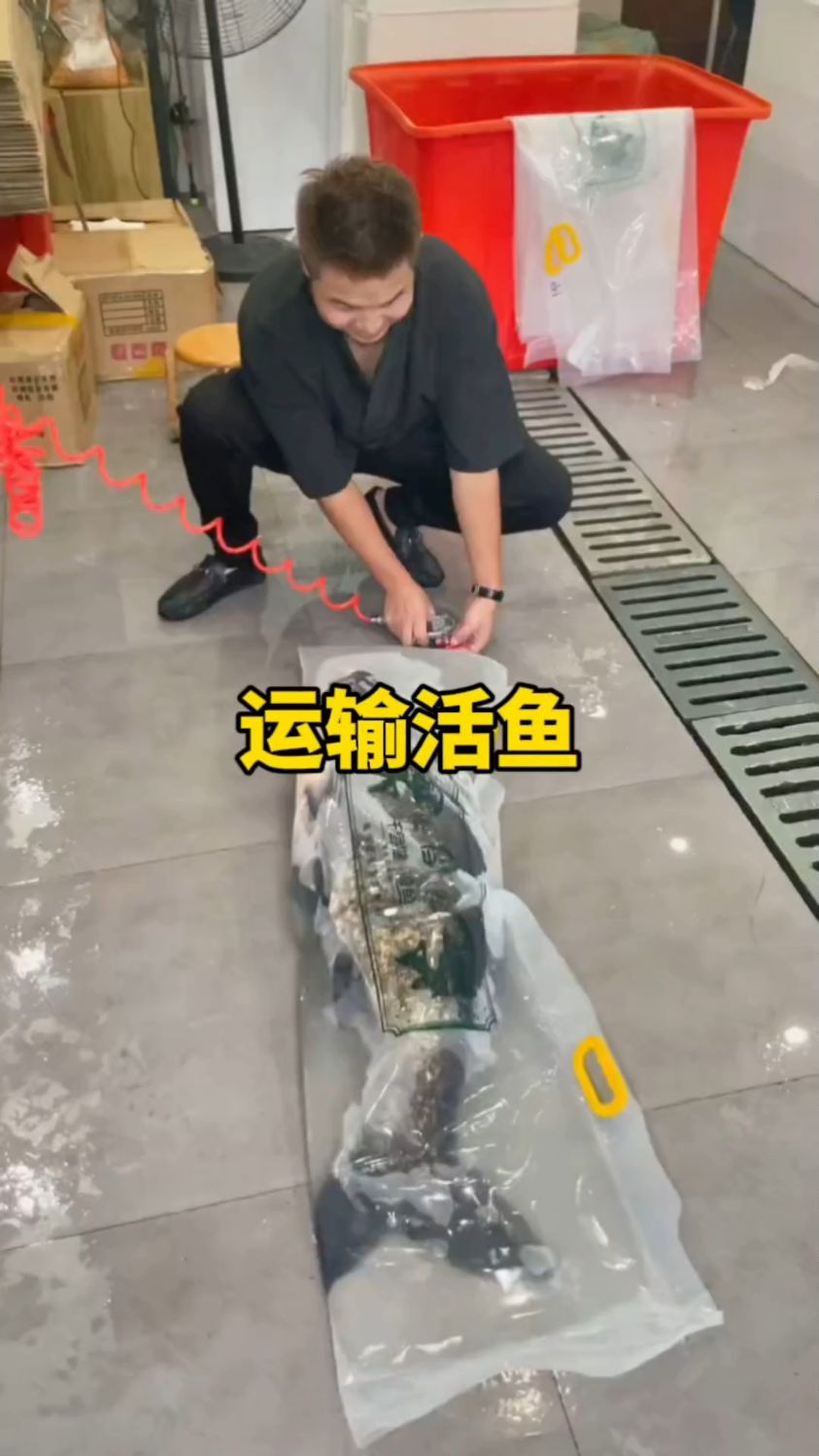 长途运输活鱼依旧绽鲜活