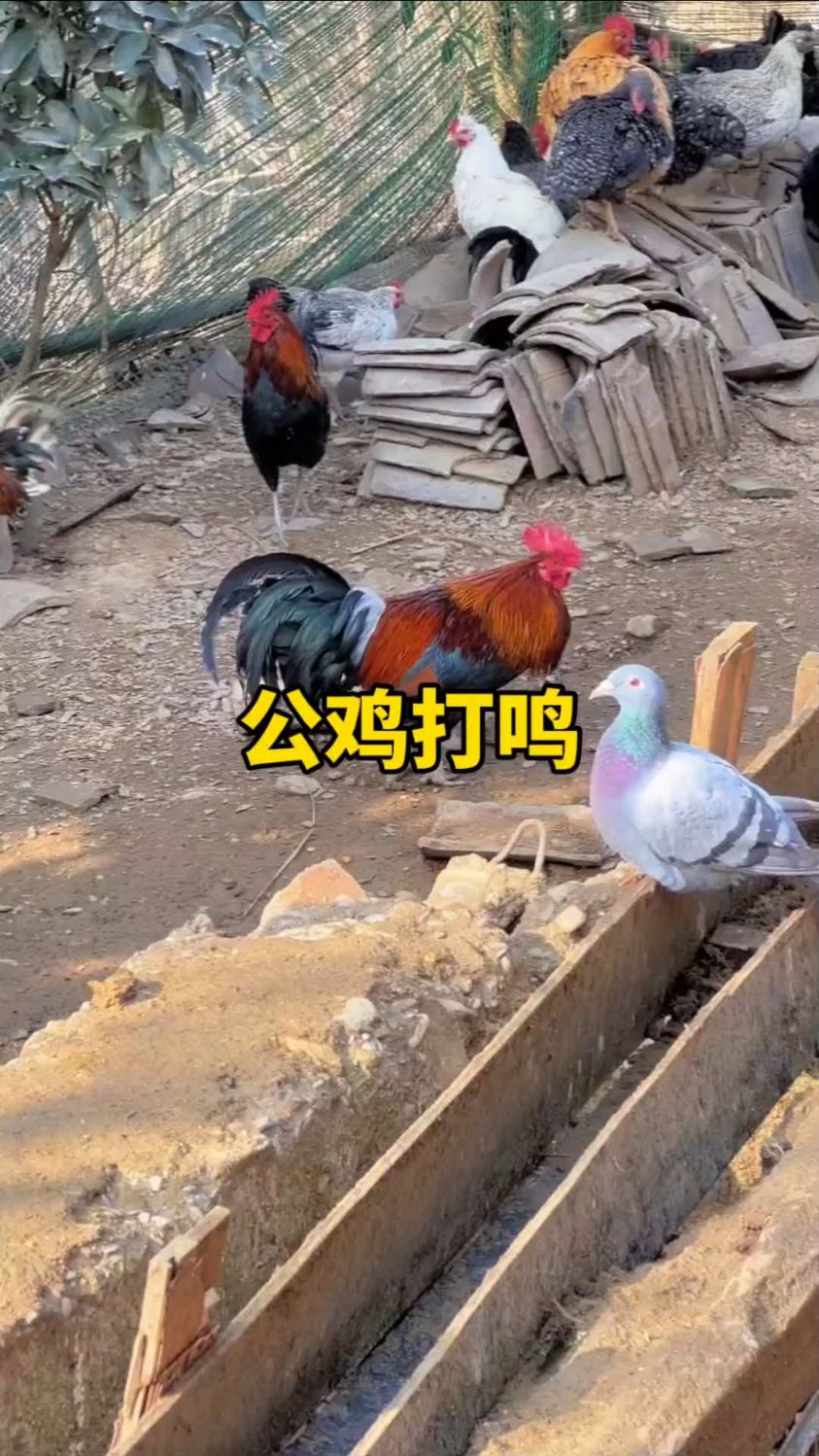 公鸡破晓振翅跃上房顶