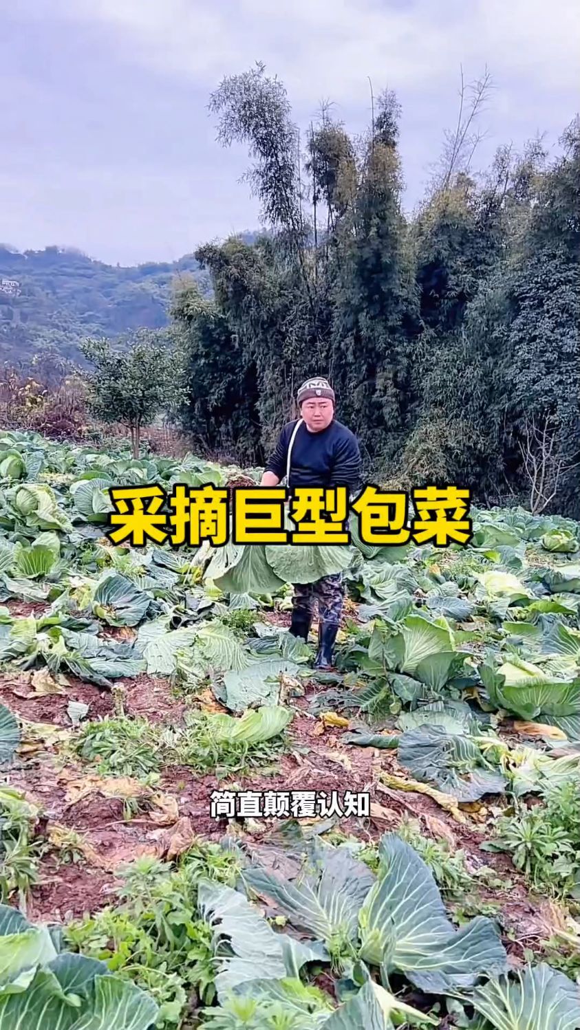 男子种出巨型包菜