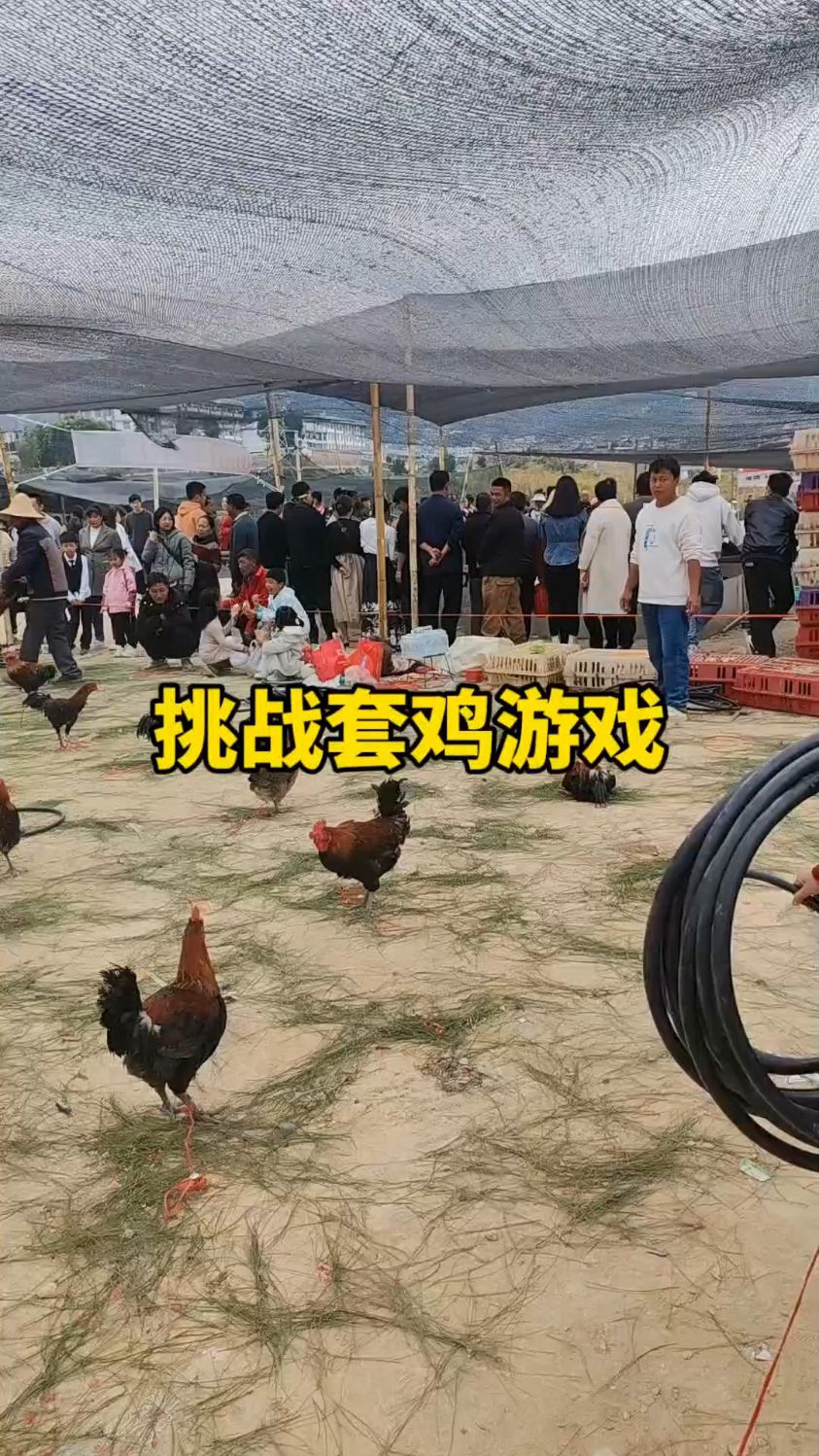 赶集套圈:近在眼前的鸡为何难套