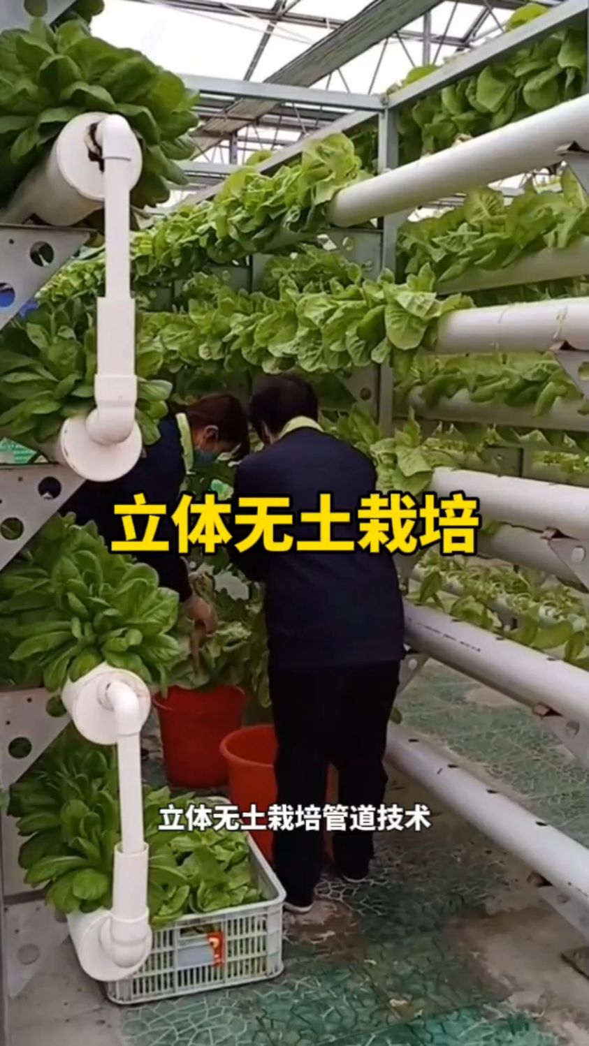 立体无土栽培蔬菜