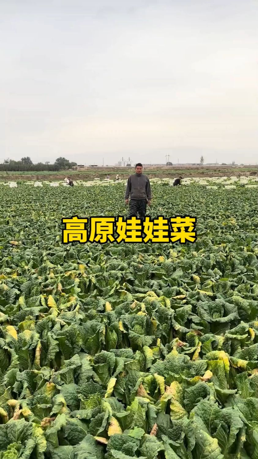 甘肃高原种的娃娃菜