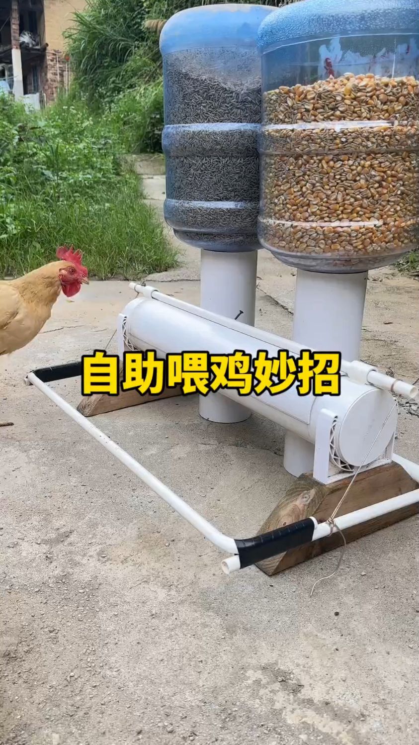高手自制喂鸡神器